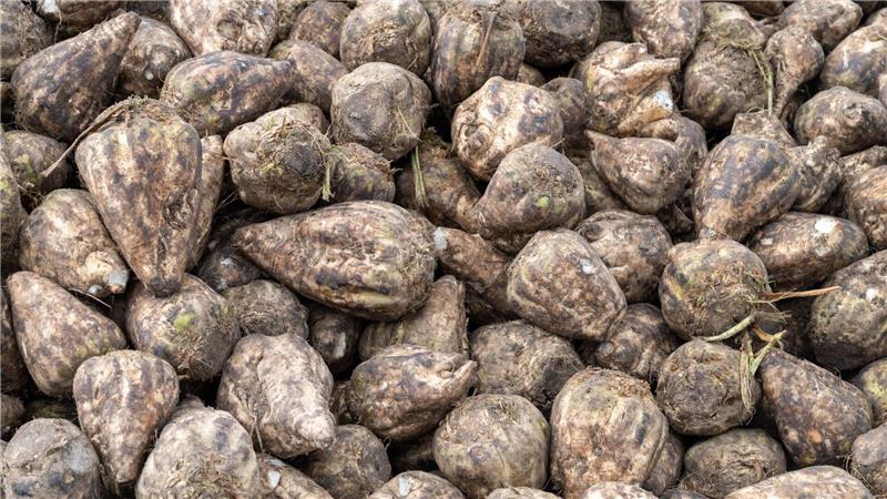 In Niedersachsen läuft die Zuckerrübenernte. (Archivbild)