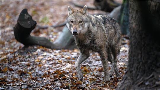In Niedersachsen lebten zuletzt nach Angaben der Landesjägerschaft 59 Wolfsrudel. (Archivbild)