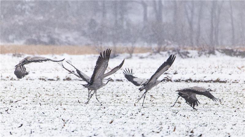 In Niedersachsen sind Kraniche zu beobachten.