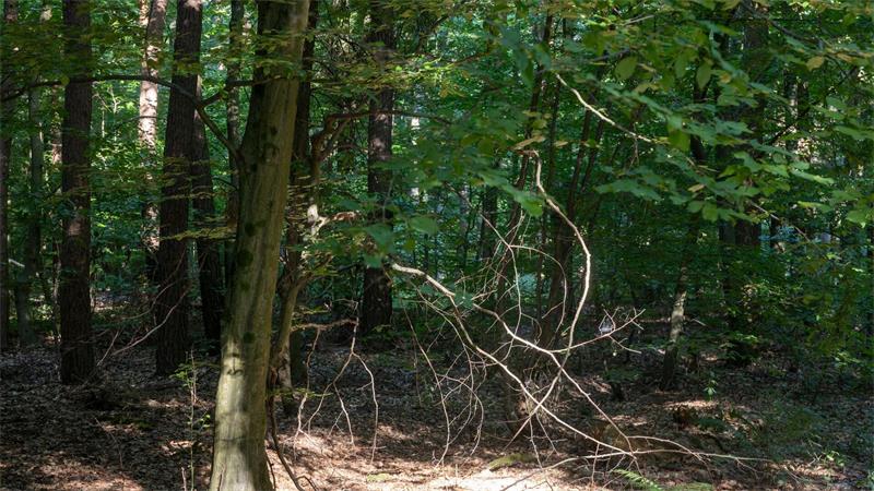 In Niedersachsen steigt die Waldbrandgefahr. (Symbolbild)