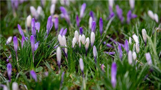 In Niedersachsen und Bremen wird es in den kommenden Tagen frühlingshaft. (Symbolbild)