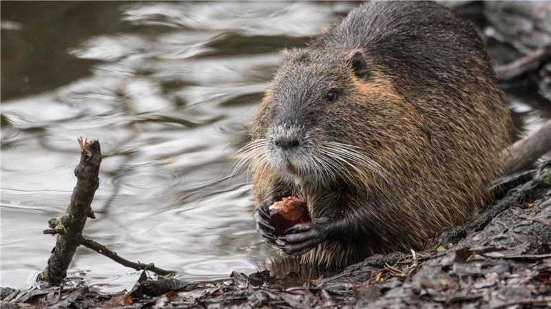 In Niedersachsen werden Nutrias intensiv bejagt. (Archivbild)