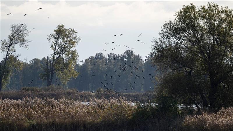 Vogelgrippe - Wie sich Niedersachsen verhalten sollten In Niedersachsen wurde der Erreger jüngst bei einem Entenbestand entdeckt.