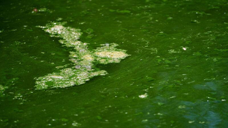 In Niedersachsen wurde für den Badesee Westerholt das erste Badeverbot wegen eines Blaualgenbefalls ausgesprochen. (Symbolbild)