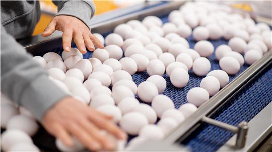 In Niedersachsen wurden 2024 mehr als 5 Milliarden Eier produziert. (Archivbild)