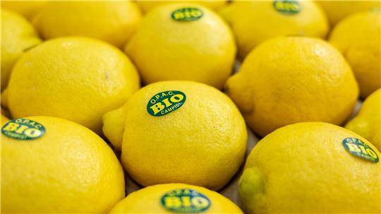 In Nürnberg eröffnet die weltweit größte Messe der Biobranche. Produkte aus nachhaltigem Anbau boomen. (Archivbild)