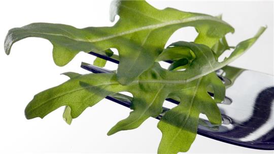 In Österreich wurde das Bakterium Salmonella Umbilo in Proben von Rucola aus Italien nachgewiesen. (Archivbild)