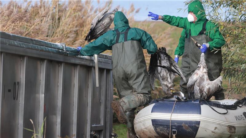 Vogelgrippe bei Kranichen nachgewiesen – Risiko hochgesetzt In Ostdeutschland werden derzeit vermehrt tote Kraniche gefunden. Sie sind Opfer der gefürchteten Vogelgrippe geworden. (Archivbild)