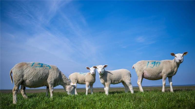 In Ostfriesland an der niedersächsischen Nordseeküste sind Deichsperrungen infolge der Blauzungenkrankheit bislang kein Thema.