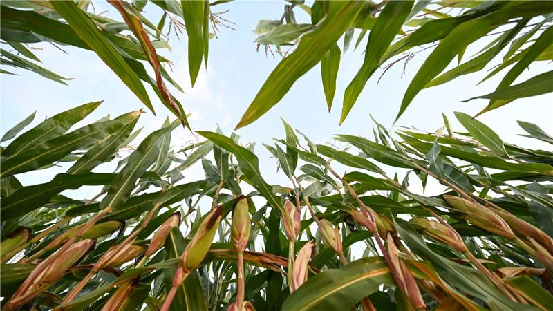 In Ostfriesland steht der Mais kurz vor seiner Ernte, die Pflanzen sind hoch gewachsen.
