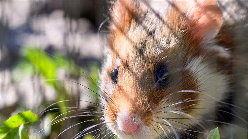 In Shenzhen sollen Hamster in einem Spielautomaten feilgeboten worden sein. (Archivbild) 