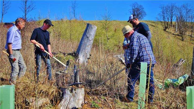 Helfer pflanzen Hunderte Bäume in St. Andreasberg und Hohegeiß In St. Andreasberg pflanzen die Helfer im Bereich des Glockenbergs, an dem ein Baumlehrpfad entstehen soll.