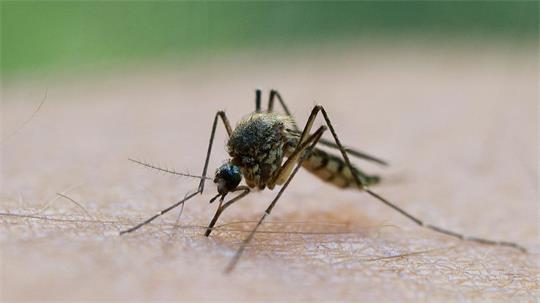 In Stuttgart und Karlsruhe wurden zwei lokal erworbene Infektionen mit dem West-Nil-Virus gemeldet. (Symbolbild)