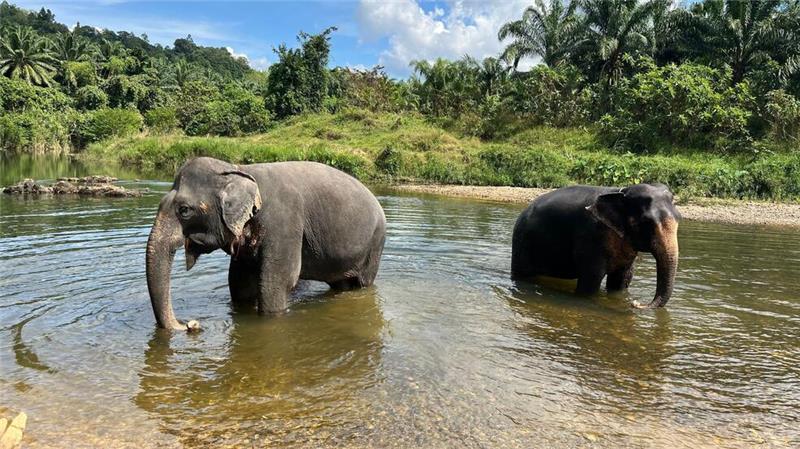 In Thailand leben derzeit mindestens 4000 wilde Elefanten. (Archivbild)