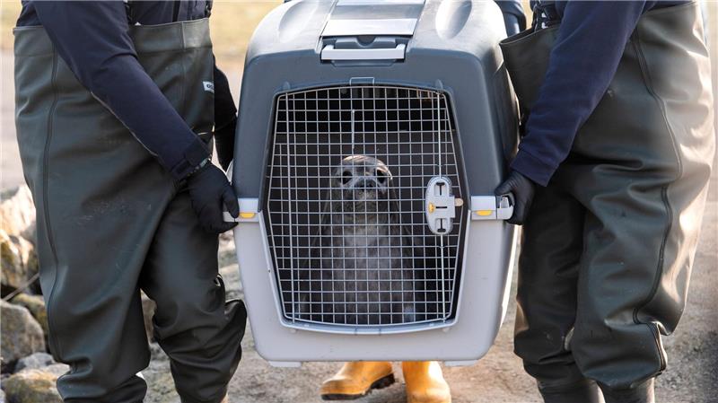 In Transportboxen wurden sie an die Nordsee gebracht