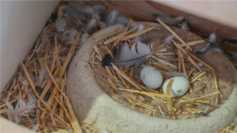 In betreuten Taubenhäusern werden die Eier der Tauben gegen Gipseier ausgetauscht. 