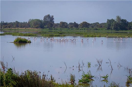 In dem 1969 gegründeten Nationalpark Doñana, der zusammen mit einer als Naturpark geschützten Fläche und einer Pufferzone etwa halb so groß wie das Saarland ist, geht der Grundwasserspiegel schon seit Jahren zurück.