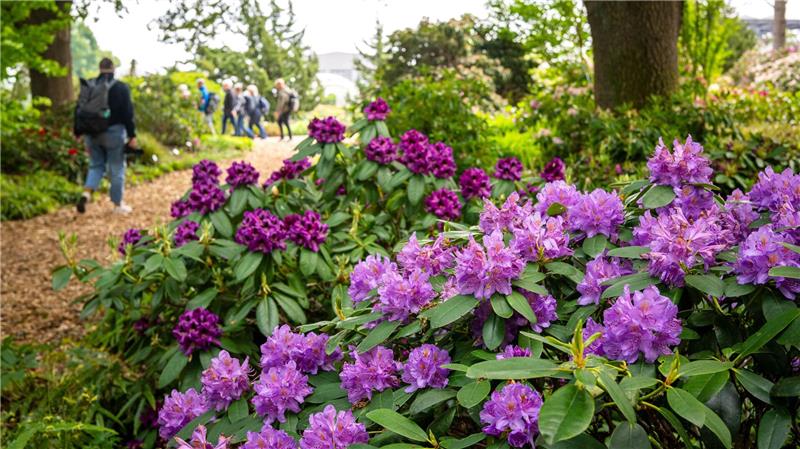 In dem Park in Bad Zwischenahn können Gartenliebhaber etwa 2.000 verschiedene Arten und Sorten bestaunen.