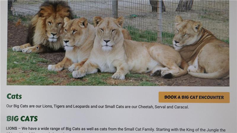 Löwen-Angriff in australischem Zoo: Frau verliert Arm In dem Zoo leben verschiedene Raubkatzen, neben Löwen auch Leoparden und Geparden.