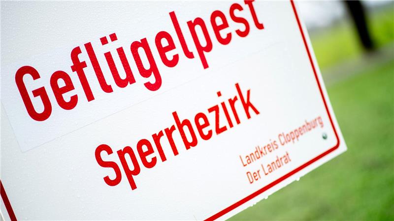 Geflügelpest breitet sich aus - Neuer Fall bei Cloppenburg In dem betroffenen Betrieb wird nun der Bestand von 7.400 Puten tierschutzgerecht getötet. (Symbolbild)