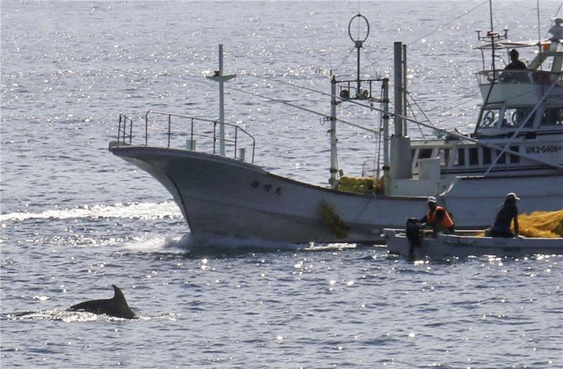 Proteste: Jagdsaison auf Delfine beginnt in Japan In den Gewässern vor Taiji findet am 01.09.2020 die erste Treibjagd der Saison auf Delfine und andere Kleinwale statt.