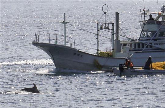 In den Gewässern vor Taiji findet am 01.09.2020 die erste Treibjagd der Saison auf Delfine und andere Kleinwale statt.