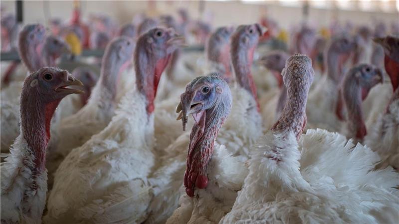 In den Landkreisen Göttingen und Aurich sind Ausbrüche der Geflügelpest festgestellt worden; in Ostfriesland ist ein Betrieb mit 10.000 Puten betroffen. (Symbolbild) 