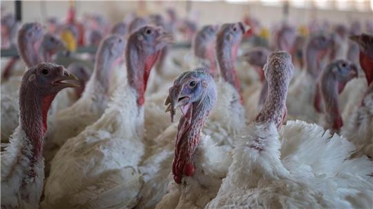 In den Landkreisen Göttingen und Aurich sind Ausbrüche der Geflügelpest festgestellt worden; in Ostfriesland ist ein Betrieb mit 10.000 Puten betroffen. (Symbolbild) 