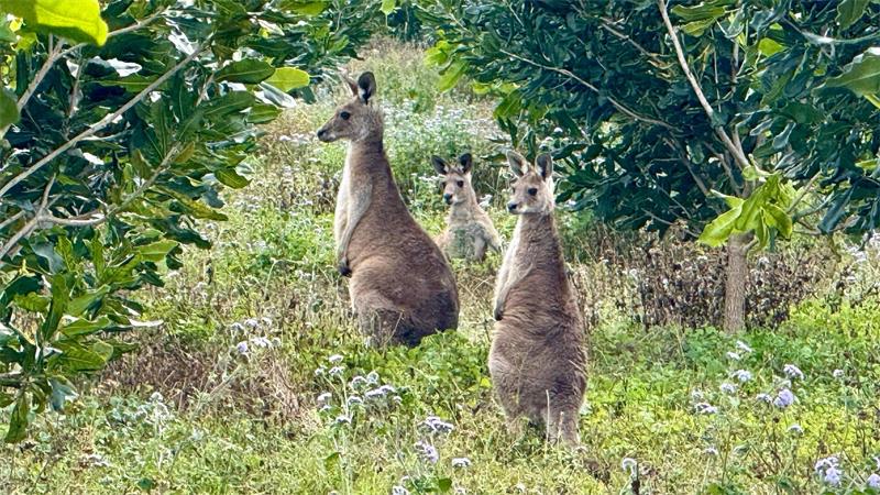 Supernuss Macadamia: Eine Australierin zum Anbeißen In den Plantagen hüpfen auch viele Kängurus zwischen den Bäumen hindurch.