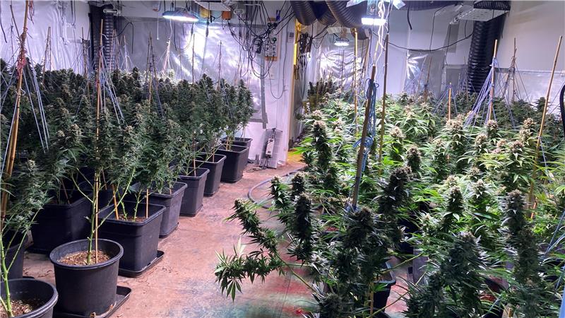 Das Foto zeigt die Marihiuana-Plantage in Bad Harzburg mit vielen hochgewachsenen Marihuana-Pflanzen in Töpfen in einem Raum, der mit Folie verkleidet ist.