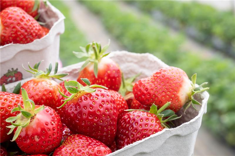 Beere, wem Beere gebührt! – Besuch im Schladener Hofladen In den Schladener Hofladen kommen täglich zahlreiche Käufer, um sich die frischen Erdbeeren zu holen. Foto: dpa