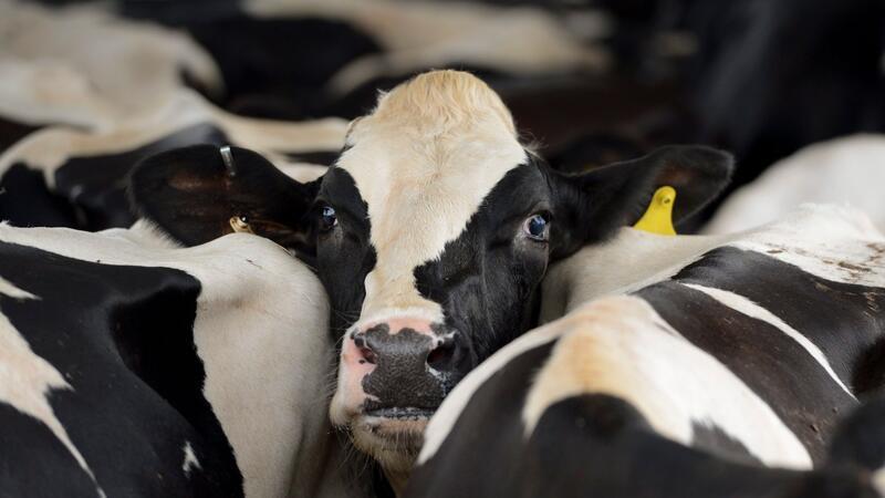 Studie: Vogelgrippevirus springt von Kuh auf Katze In den USA grassiert bei Milchkühen die Vogelgrippe. (Symbolbild)