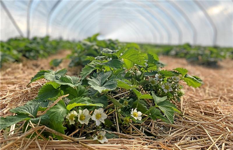 In den Wärmetunneln der Erdbeerplantage Wedde in Bettingerode ist die Erdbeerblüte in vollem Gange. An manchen Pflanzen sind erste, noch grüne Früchte zu sehen. Ab Anfang/Mitte Mai soll die Ernte beginnen. Foto: Nachtweyh