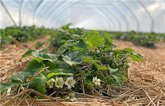 In den Wärmetunneln der Erdbeerplantage Wedde in Bettingerode ist die Erdbeerblüte in vollem Gange. An manchen Pflanzen sind erste, noch grüne Früchte zu sehen. Ab Anfang/Mitte Mai soll die Ernte beginnen. Foto: Nachtweyh