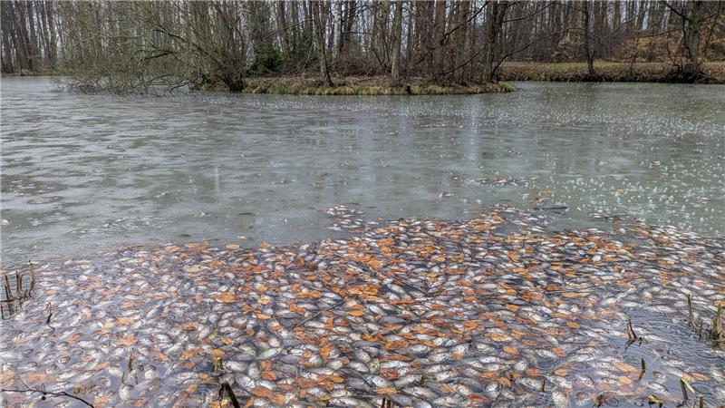 In den aufgeschmolzenen Uferbereichen der Klärteiche treiben hunderte tote Fische.