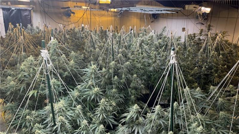In den beiden neu entdeckten Plantagen fanden die Beamten mehr als 2000 Cannabispflanzen.