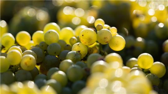 In den deutschen Anbaugebieten kam 2024 die drittniedrigste Weinmost-Menge der vergangenen 15 Jahre zusammen (Archivbild). 