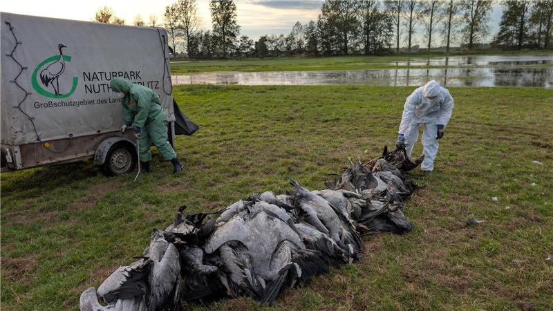 Vogelgrippe breitet sich aus – Tausende Kraniche verendet In den deutschen Rastgebieten der Kraniche sterben derzeit viele Tiere an der Vogelgrippe.