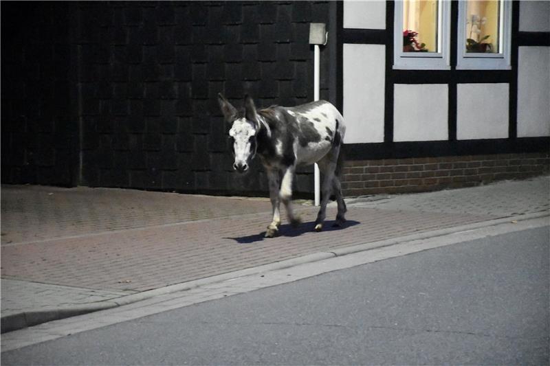 In den frühen Morgenstunden trotten ausgebüxte Esel durch Lutter. Für dieses Tier endet der Ausflug glücklich. Ihn zieht es zum Supermarkt-Parkplatz, wo ihn ein Lutteraner betreut, bis ihn der Halter übernimmt. Foto: Gereke
