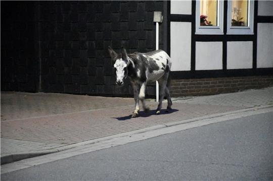 In den frühen Morgenstunden trotten ausgebüxte Esel durch Lutter. Für dieses Tier endet der Ausflug glücklich. Ihn zieht es zum Supermarkt-Parkplatz, wo ihn ein Lutteraner betreut, bis ihn der Halter übernimmt. Foto: Gereke