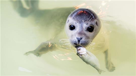 In den kommenden Tagen und Wochen werden im Wattenmeer wieder tausende Seehunde geboren. (Archivbild)