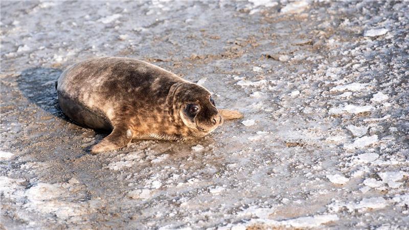 In den kommenden Wochen sind weitere Auswilderungen junger Kegelrobben geplant.