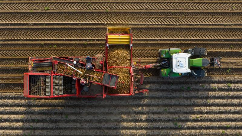 Kartoffel- und Maisernte hat begonnen: Verkehrsbehinderungen In den nächsten Wochen sind viele landwirtschaftliche Fahrzeuge unterwegs auf den Straßen. (Symbolbild)