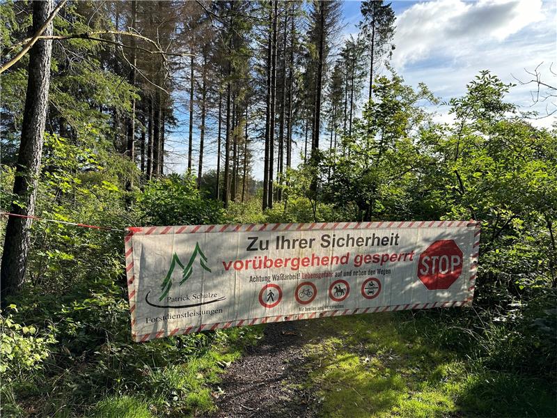 Forstamt lässt Bäume am Stadtrand Braunlages fällen In den nächsten sechs Wochen können immer wieder Wege gesperrt sein, weil das Forstamt aus Gründen der Verkehrssicherungspflicht Bäume fällen lässt. Foto: Eggers