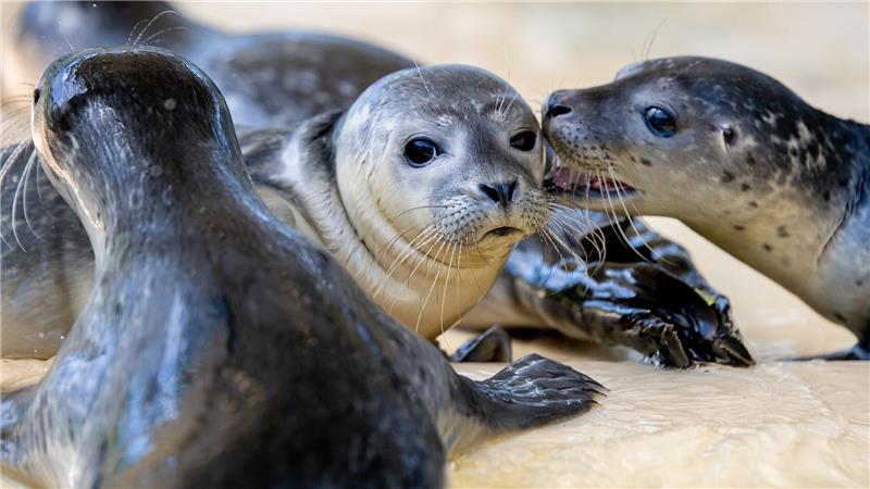 In den vergangenen Wochen kam es nach Angaben der Norddeicher Seehundstation zu vielen Störungen durch Menschen im Wattenmeer - viele verwaiste Seehunde kamen daher in die Station. 