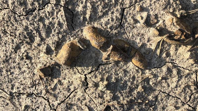 Kot- und Darm-Fossilien beschreiben Aufstieg der Dinosaurier In den versteinerten Fäkalien wurden unverdaute Nahrungsreste, Pflanzen und Teile von Beutetieren identifiziert.