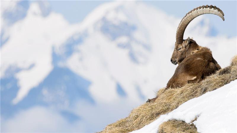 In der Allgäuer Hochalpen gibt es spezielle Führungen zu den „Big Five“, wozu Steinbock, Steinadler, Gams, Murmeltier und Alpenschneehuhn zählen. (Archivbild)