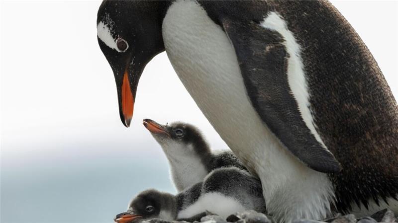Antarktis-Konferenz erneut gescheitert: keine Schutzgebiete In der Antarktis leben Pinguin-Kolonien.