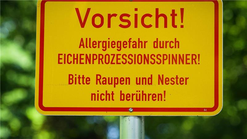 Hitze als Booster: Eichenprozessionsspinner werden zur Plage In der Berliner Hasenheide wird vor dem Eichenprozessionsspinner gewarnt.