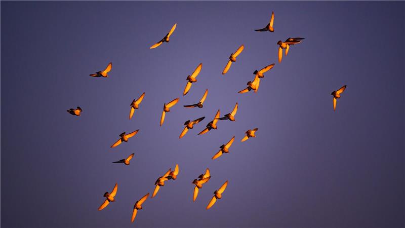 In der Dämmerung stimmen viele Vogelarten zum Morgenkonzert ein. (Archivbild)